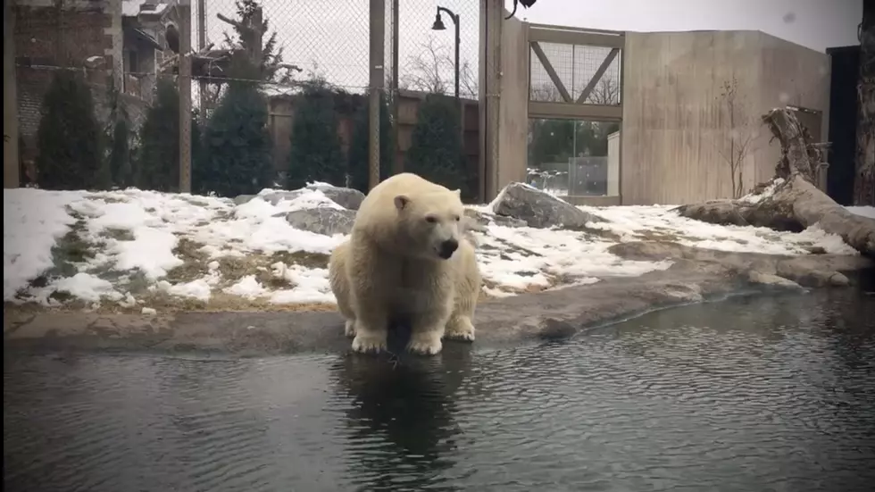 Polar Bear Who Died During Mating Attempt Used To Live At Buffalo Zoo