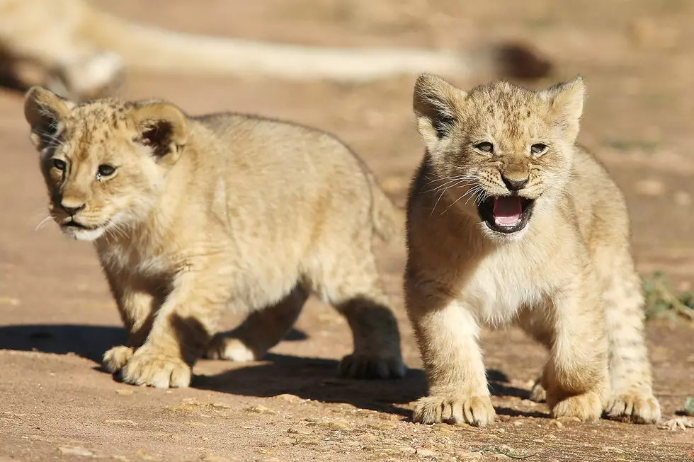 The Buffalo Zoo is Welcoming Two New Lion Cubs