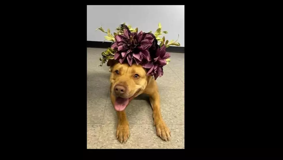Lovable Dog Who Has Spent 450 Days at WNY Shelter Needs a Forever Home