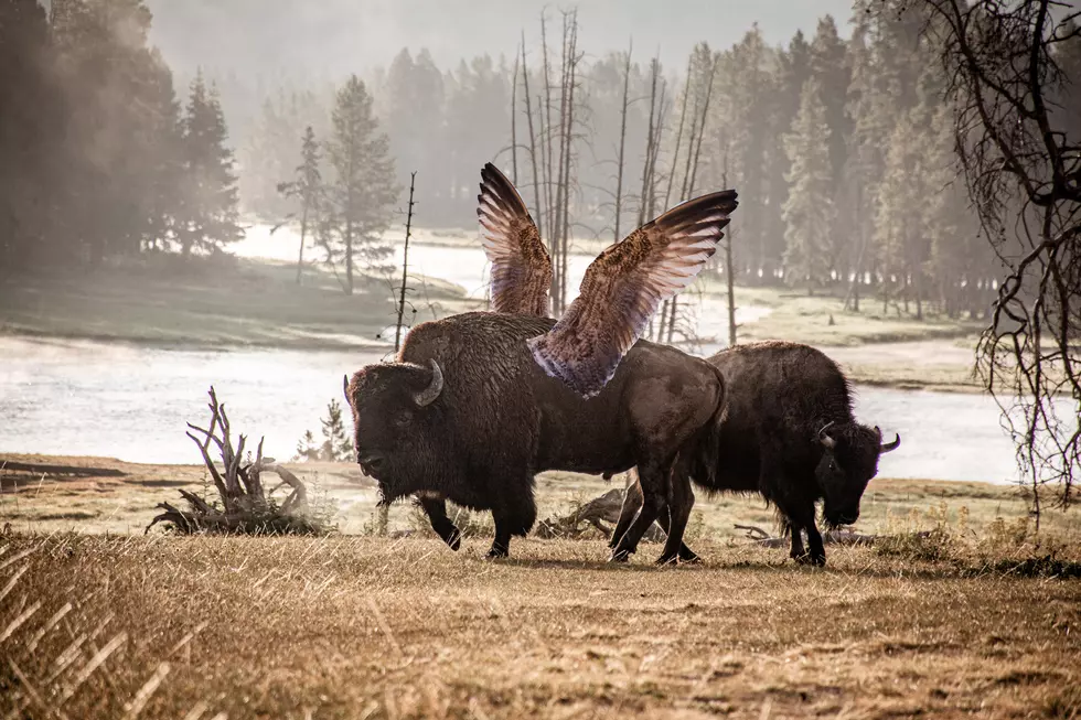 If A Buffalo Had Wings, How Big Would They Need to Be to Fly?