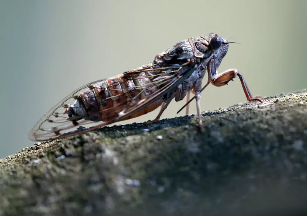 Swarms Of Cicadas Could Invade Buffalo This Summer