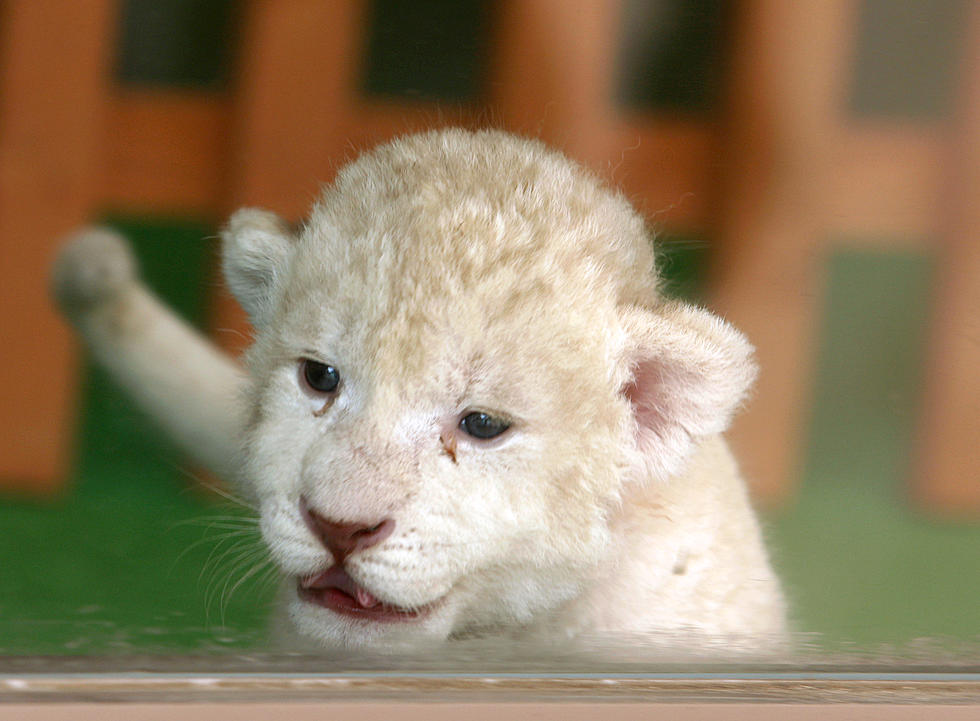 The Buffalo Zoo Released a Picture of the New Lion Cub & It’s Ridiculously Cute