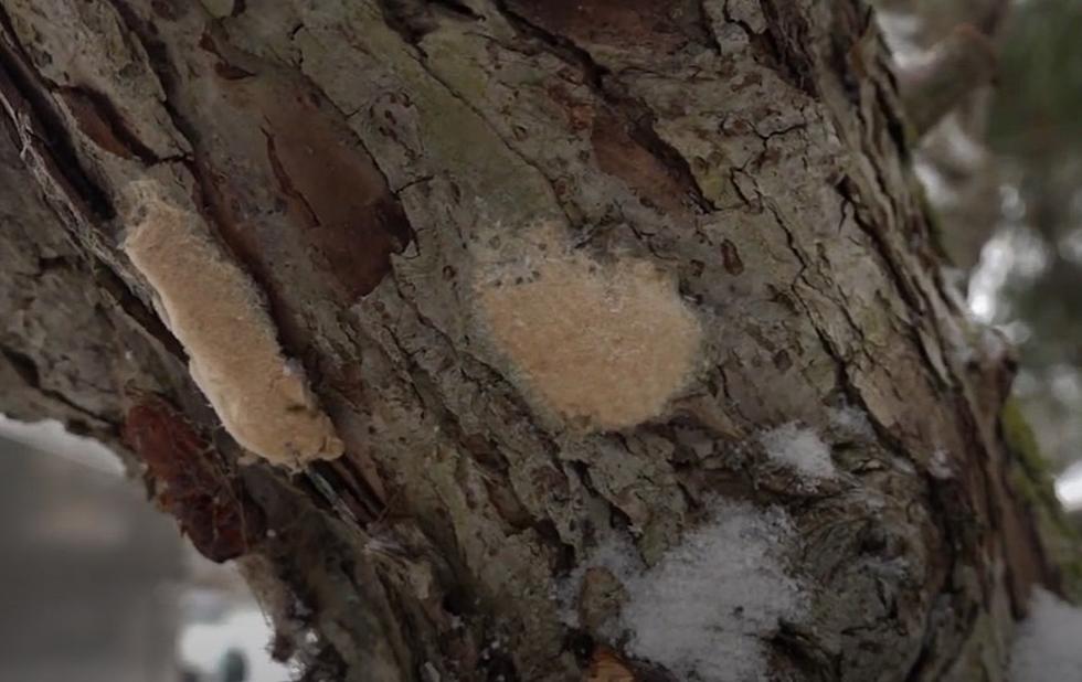 You&#8217;re Going To Want To Remove These If You See Them In WNY Trees