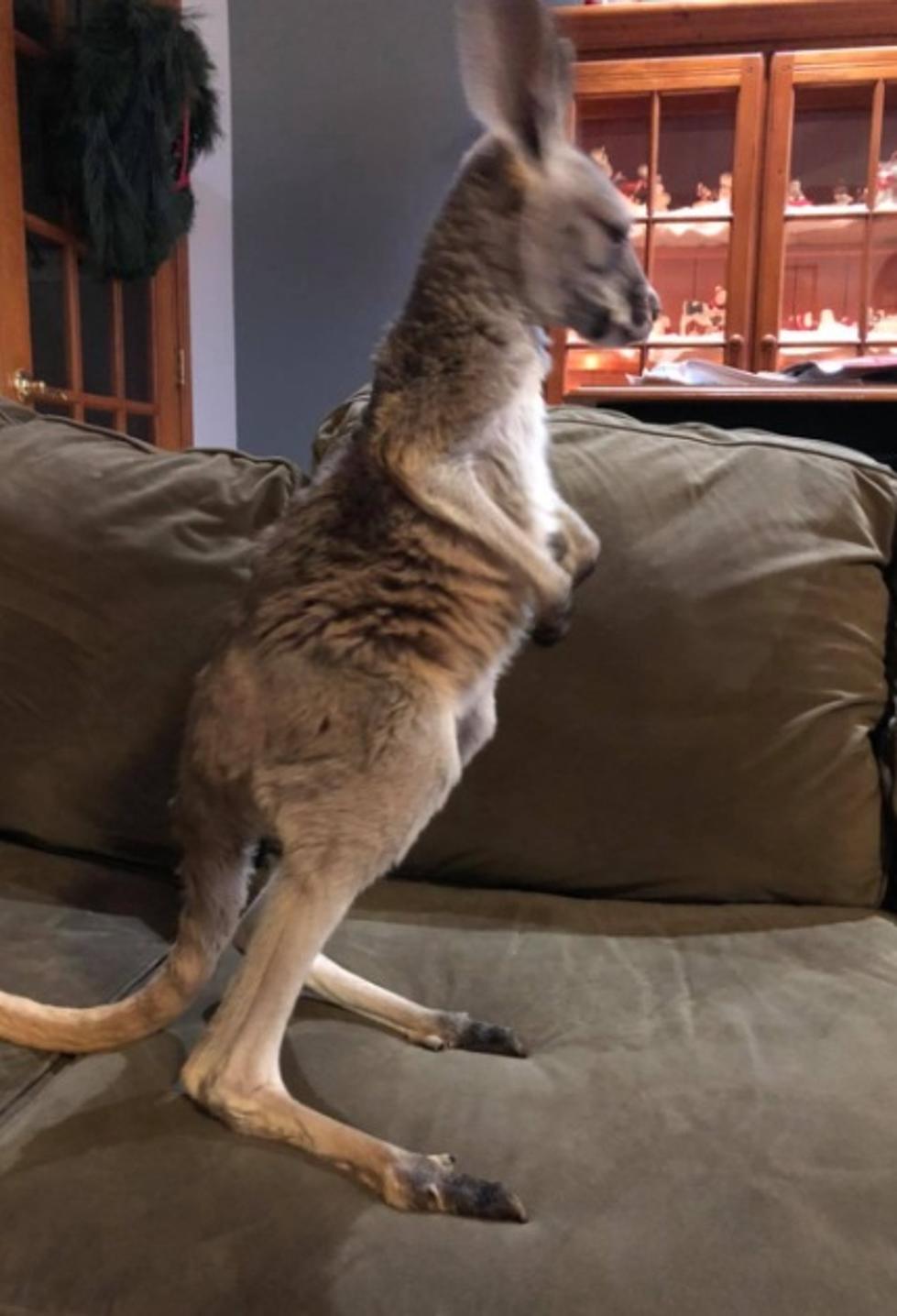 Buffalo, You Can Have This Kangaroo Come To Your House