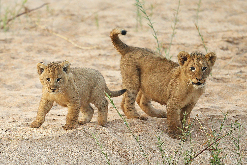 You Can Help To Name The New Lion Cubs At The Buffalo Zoo