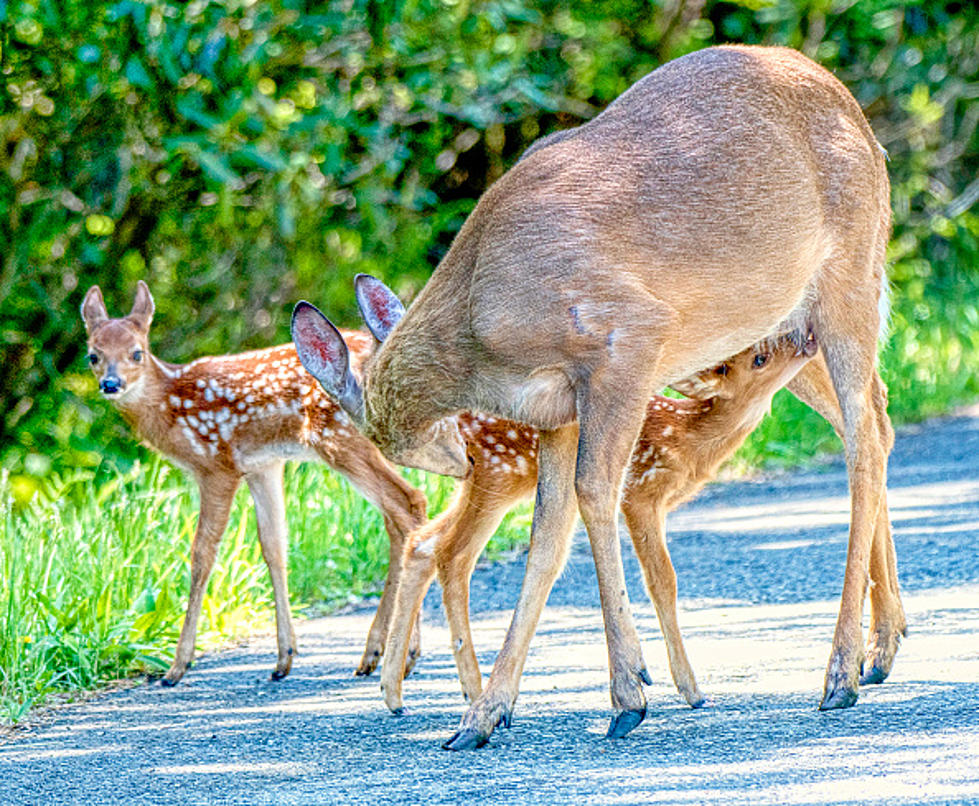 Amherst Police Offer Warning To Residents About Baby Deer