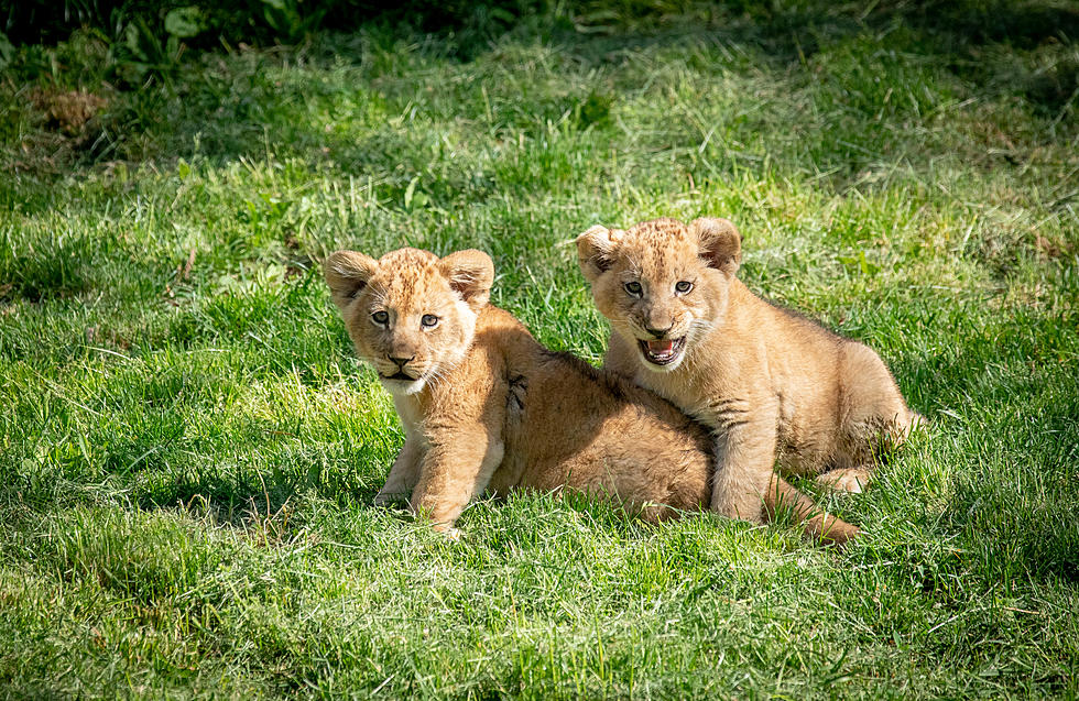 Parents, Here Are The Viewing Times For The New Lion Cubs