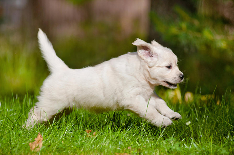 Have You Heard of This &#8216;Off-Leash&#8217; Dog Park in Erie County?