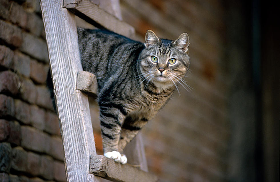 Barn Cats Seeking Jobs In Western New York