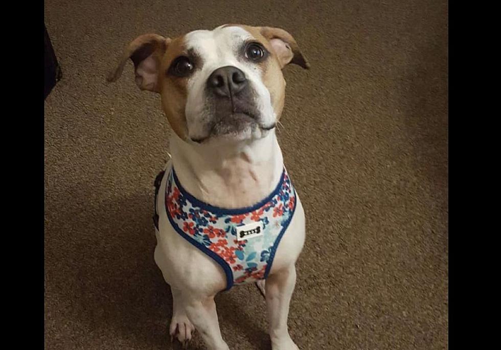 An Open Letter To WNY Dog Owners During The 4th of July Weekend