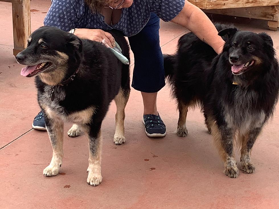 After 8 Years, Dog Brothers from SPCA Reunite in WNY