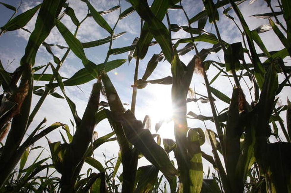 A Niagara County Family Farm Needs Your Help After Devastating Storm