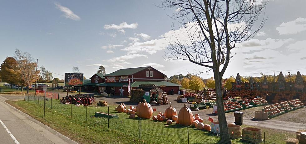 The Great Pumpkin Farm In Clarence Announces Schedule for 2021
