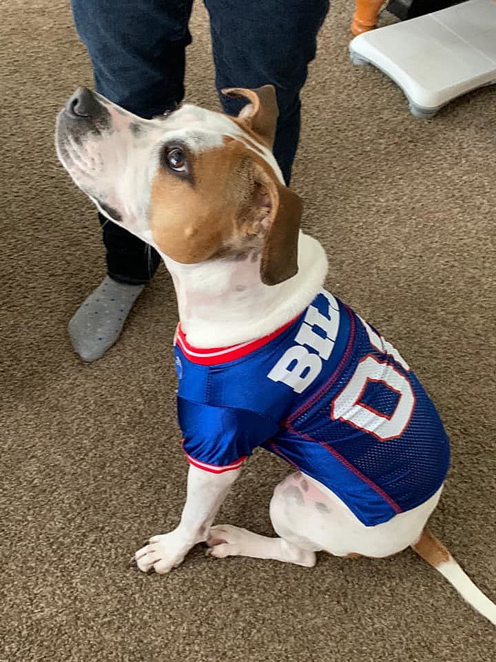 kulstof landing tjener These Are The Best Bills Mafia Names For Dogs
