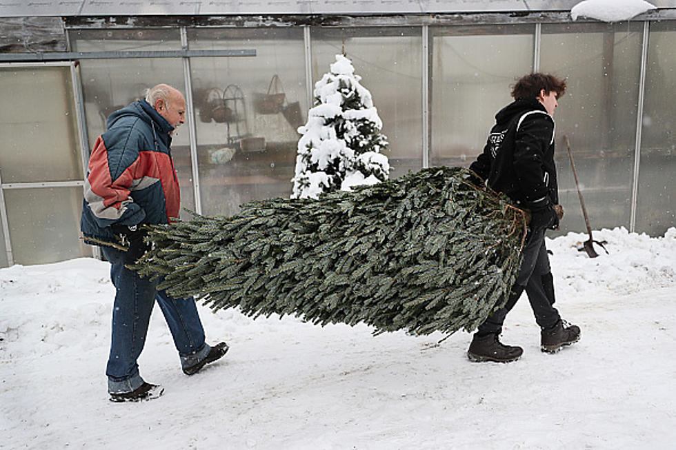 Buffalonians Are Putting Holiday Trees Up Early This Year