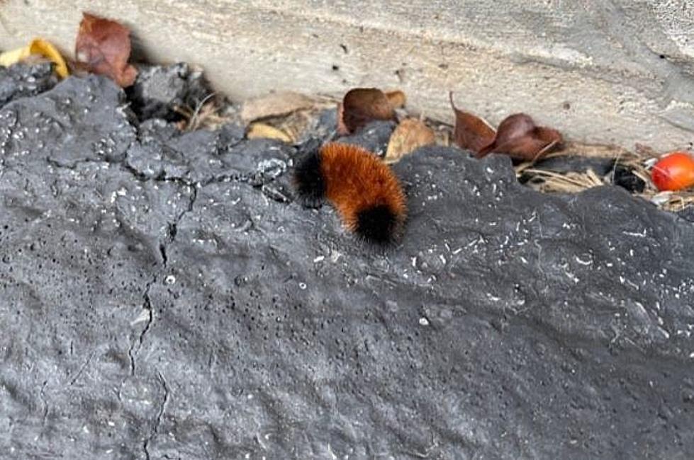 What Do These Woolly Bear&#8217;s Markings Mean For New York