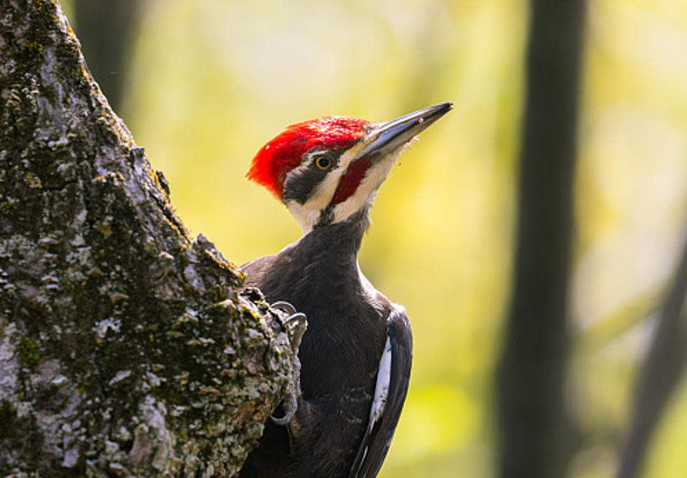 Fearless Woodpecker Is Wreaking Havoc For People In Hamburg