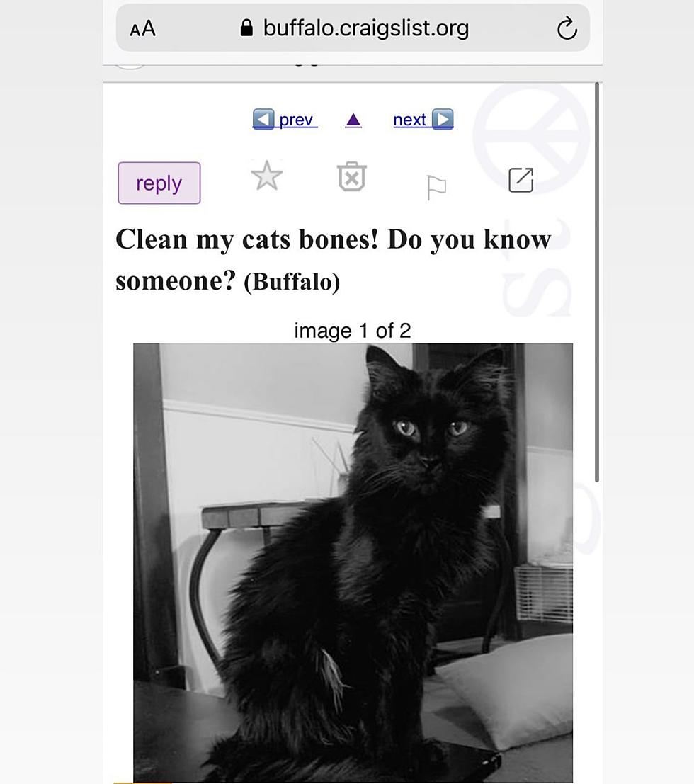 Strangest Things You’ll Find On Buffalo Craigslist Right Now