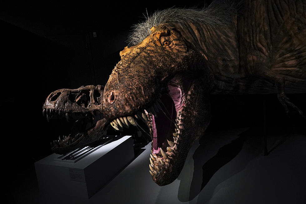 Special Never Before Seen Dinosaurs Exhibit Coming To Buffalo