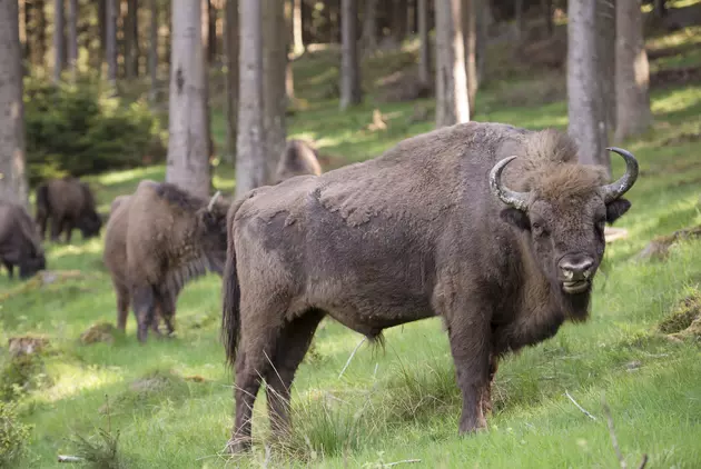 2 Buffalo Have Passed Away On Their Way To Buffalo