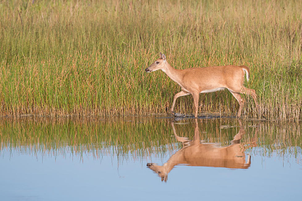  The Strangest Deer Hunting Law In New York