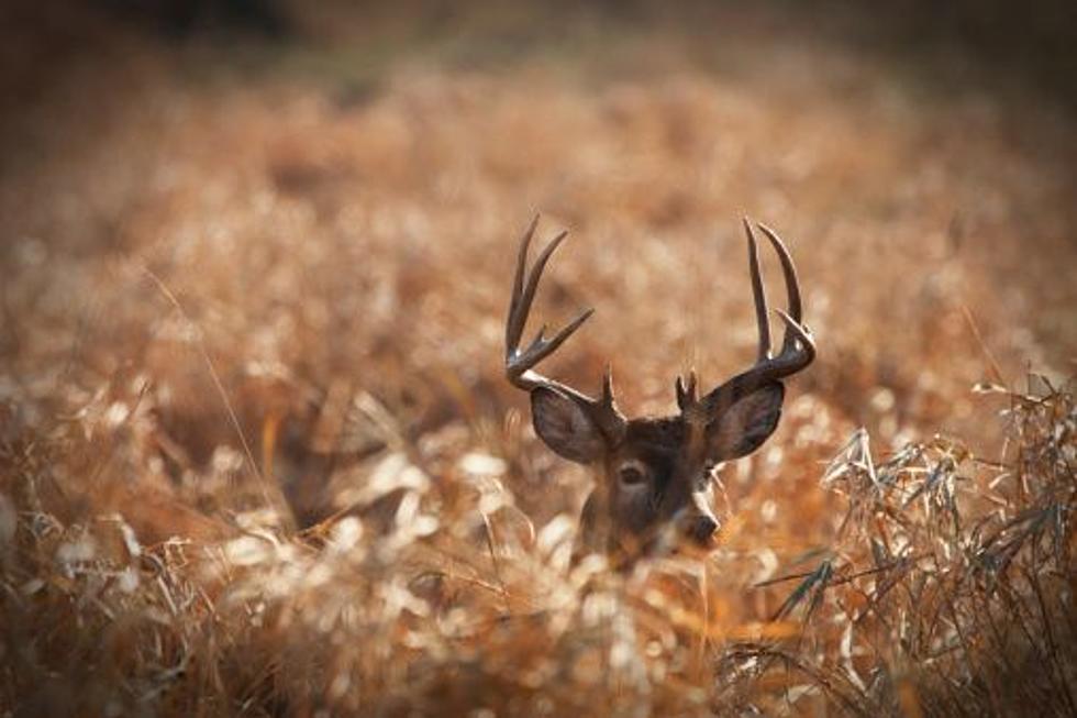 Deer Hunting After Christmas Is Now A Thing In WNY