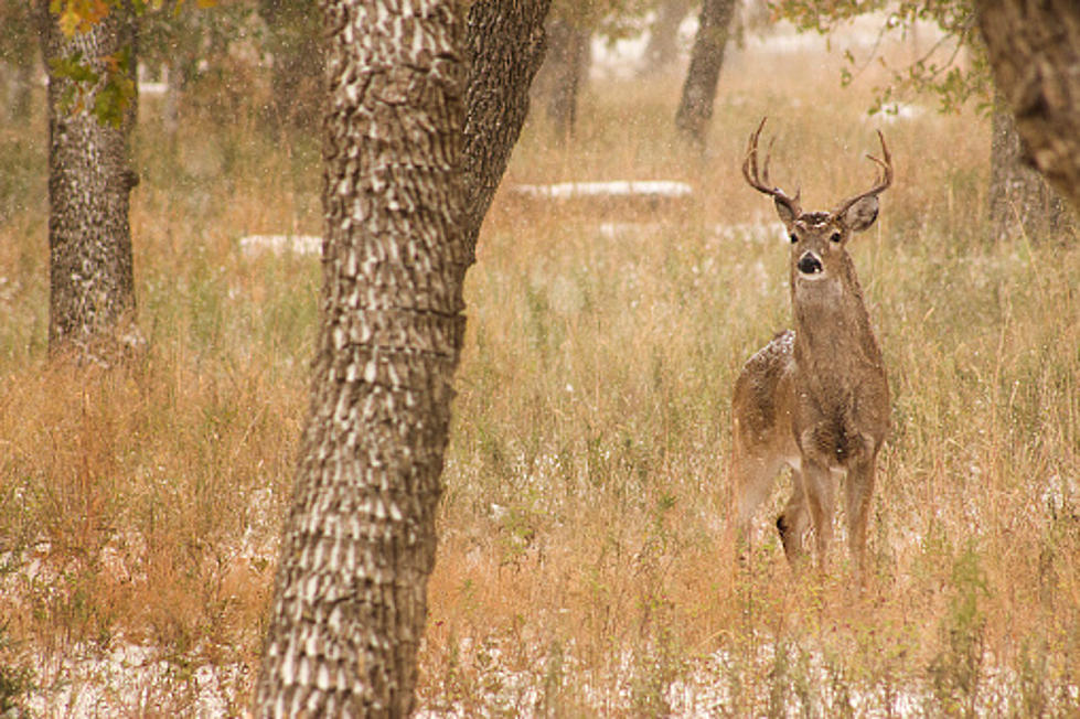 WATCH: Monster Buck Deer Destroys New York Nursing Home