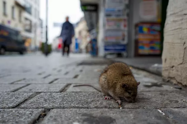 Rats Are Overrunning Cities