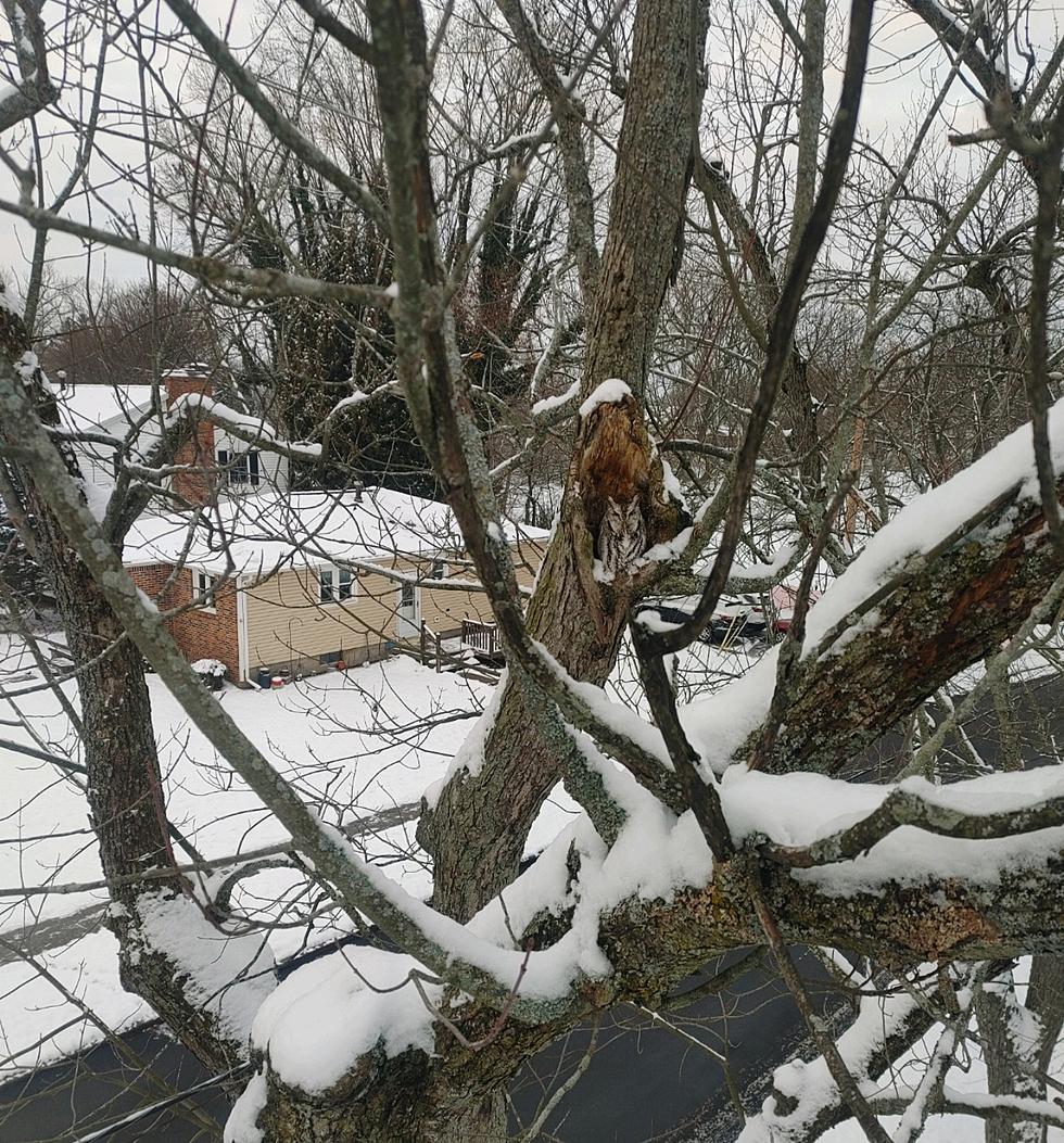 Great Pic! Can You Find This Owl In Lancaster?