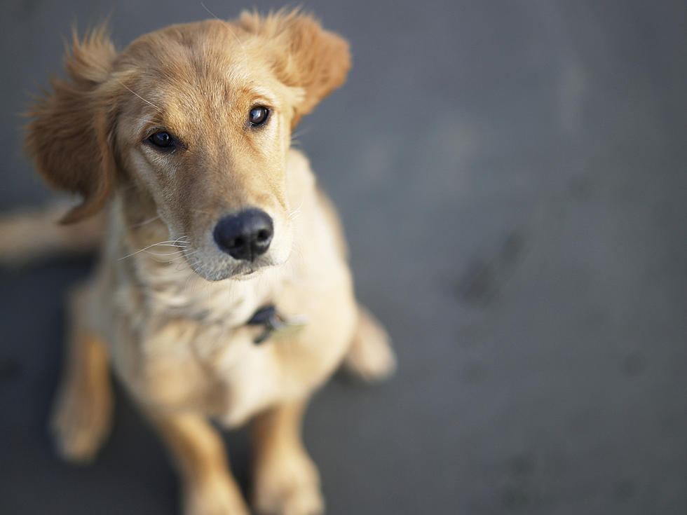 Amazing Video Shows Dog Predicting Buffalo Will Win Superbowl Over Dallas