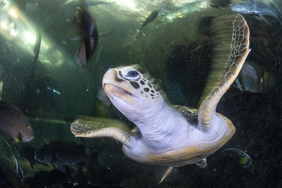 716 Day Back This Week at Aquarium of Niagara