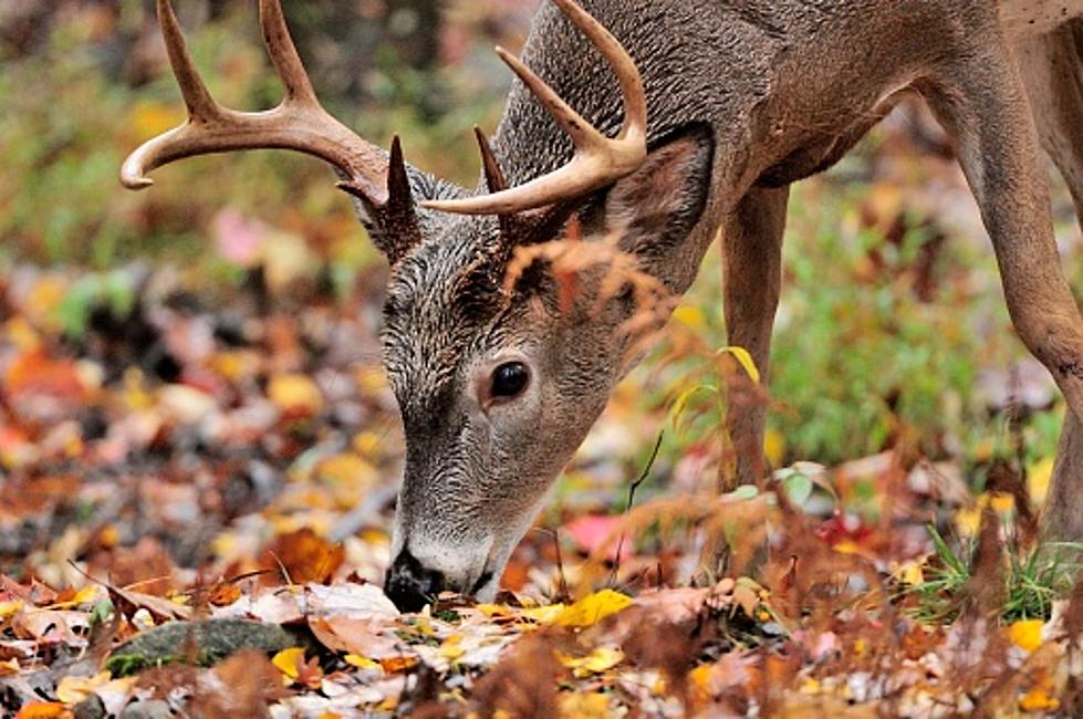 Two Arrested In Erie County After Posting Deer Photos