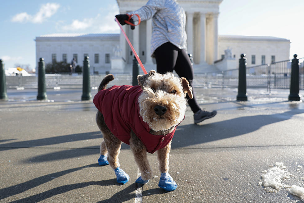 WNYers Should Do These 5 Things To Protect Your Pets In The Snow