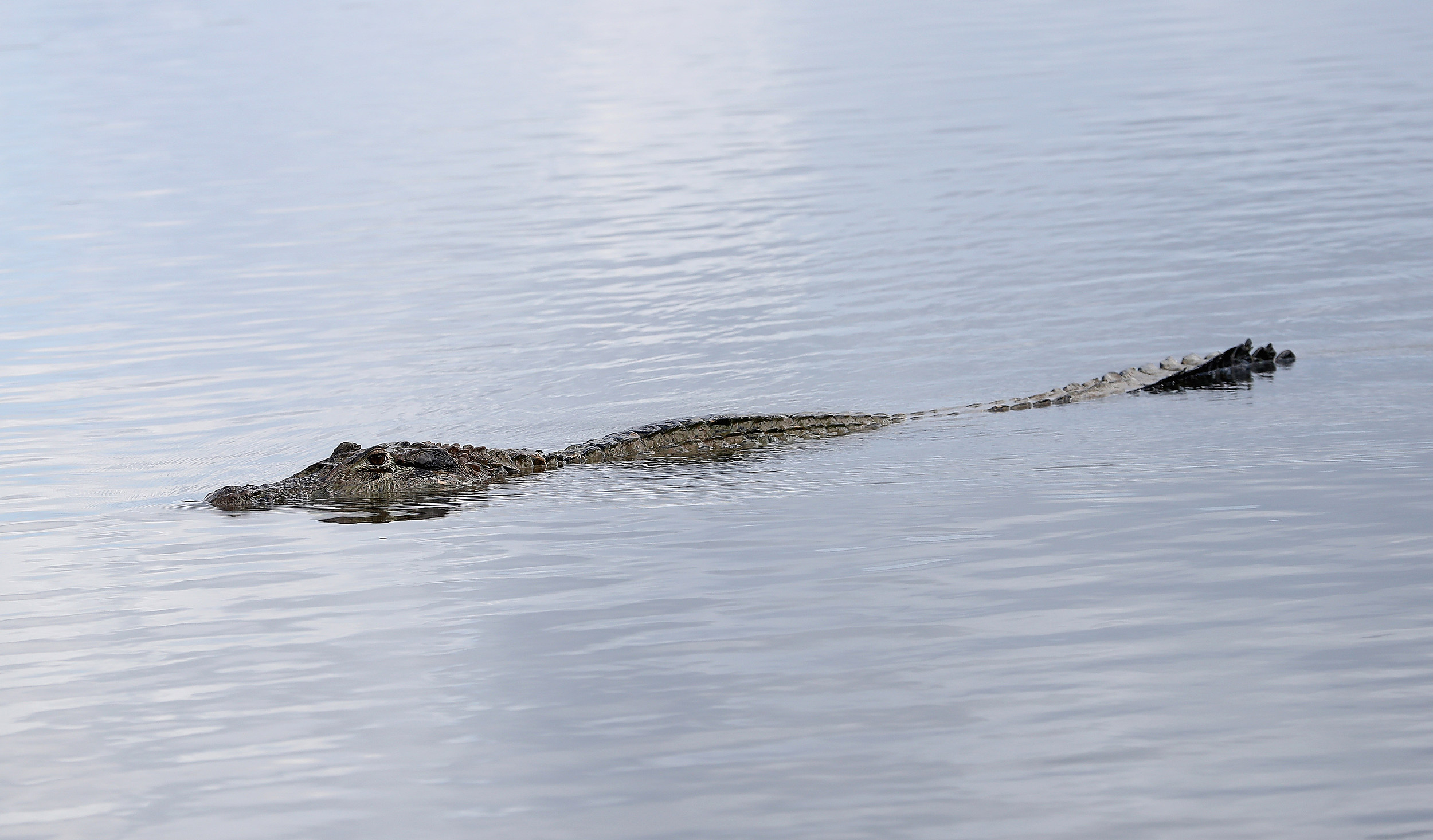 Alligator Found Buffalo, New York Creek Is A Crazy, Wild Story