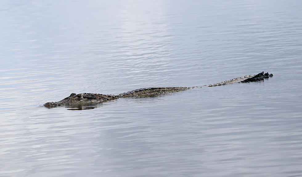 Alligator On Loose for 4 Days in Western New York