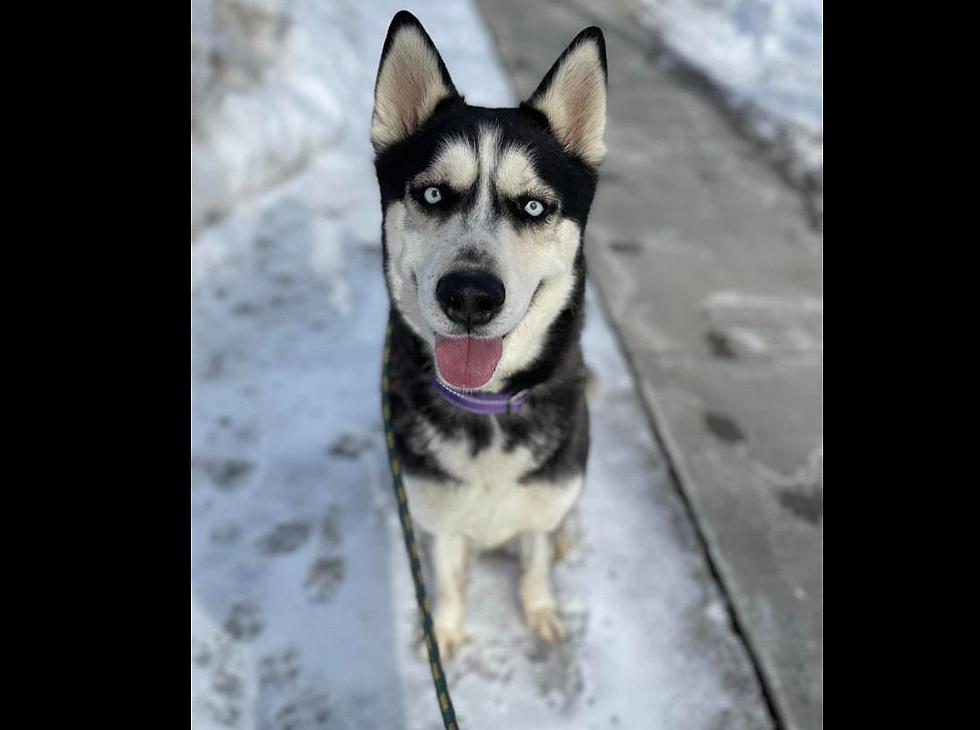 Adorable Siberian Husky Needs Home at Buffalo Animal Shelter