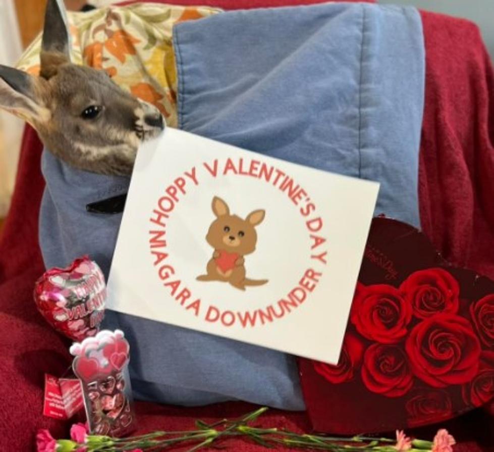 Kangaroo Will Deliver Amazing Valentine&#8217;s Chocolate in Buffalo