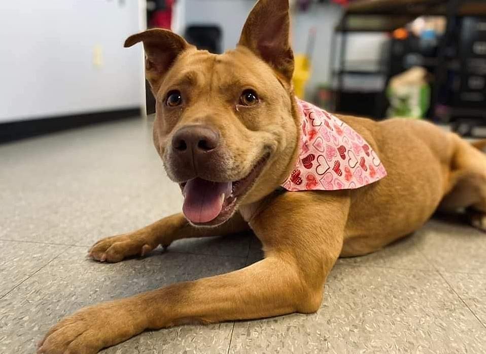 Dog Has Been at The Niagara SPCA For 600 Days; Needs Forever Home