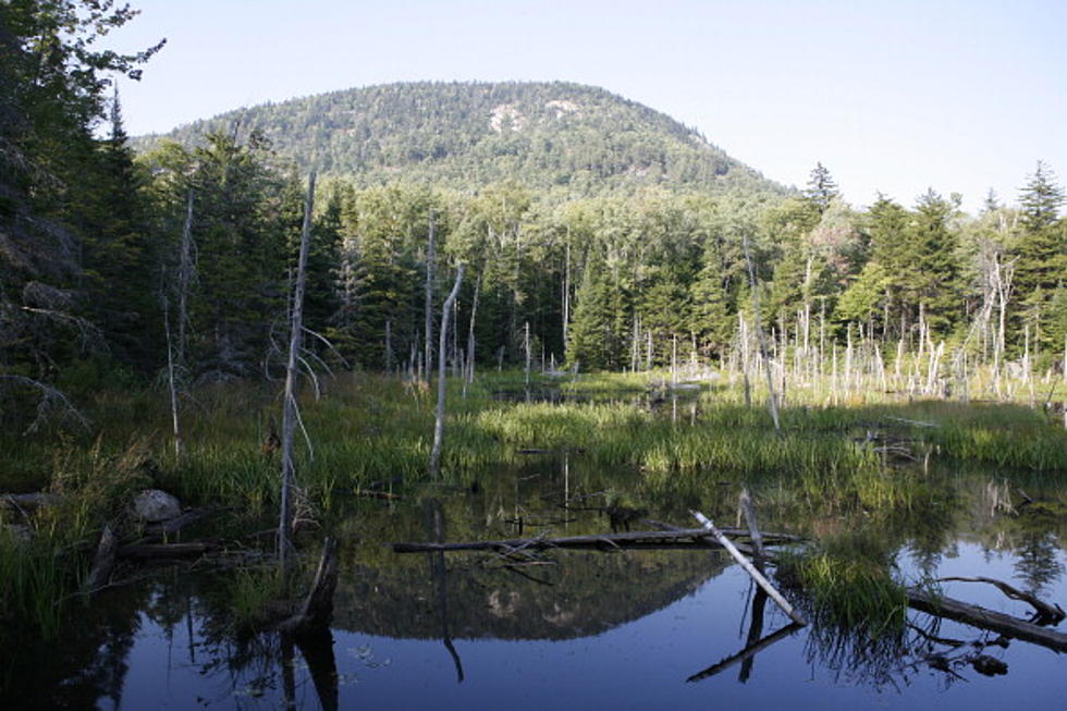 New York State Needs Assistant Forest Rangers, Apply Here