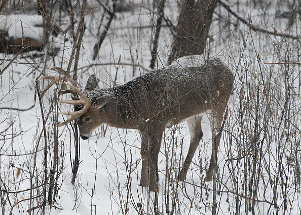 You'll See Hundreds Of Hunters In Amherst Next Month