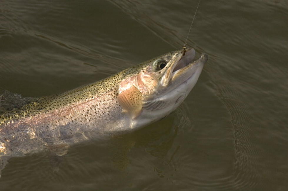 The Best Places For Trout Fishing In Western New York
