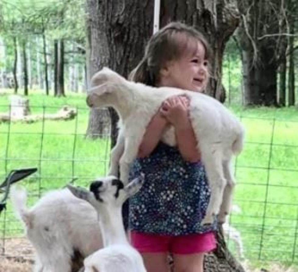 New York Airbnb Allows You To Cuddle With Goats