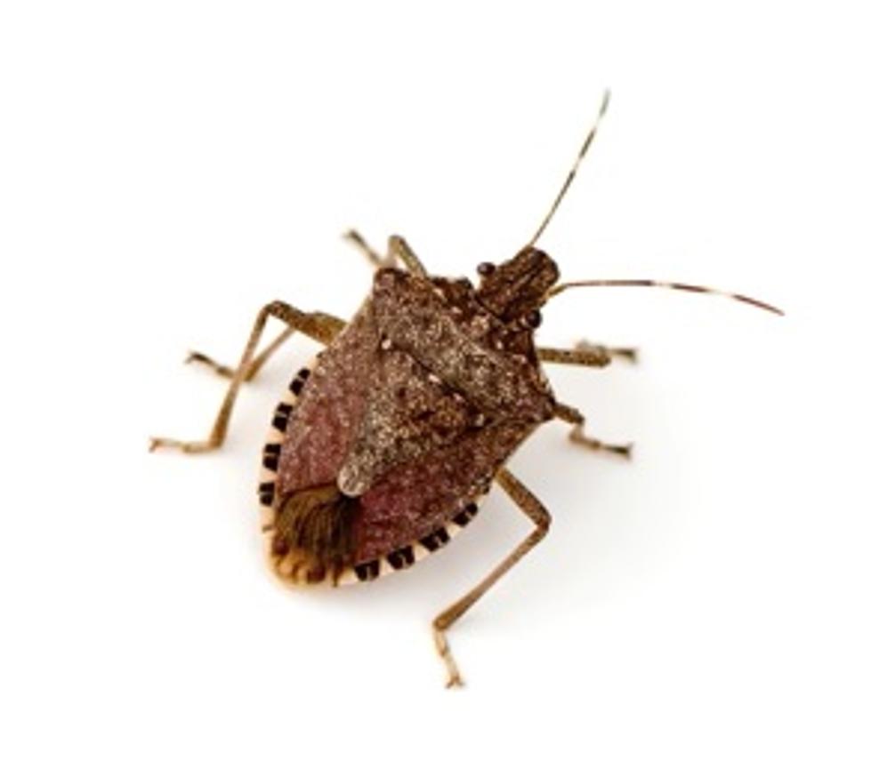 https://townsquare.media/site/10/files/2022/03/attachment-marmorated-stink-bug-youtube-via-solutions-pest-and-lawn.jpg?w=980&q=75