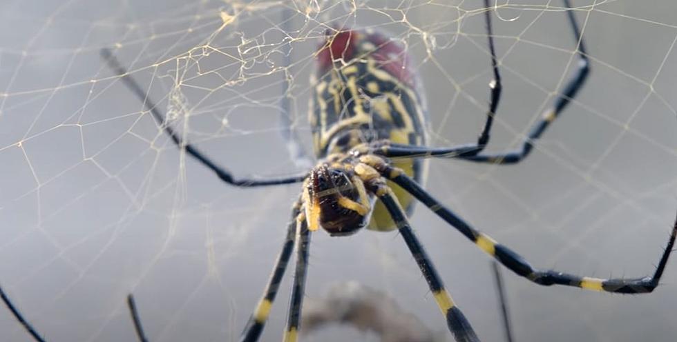 Spider That Builds Its Own Spider Decoys Discovered