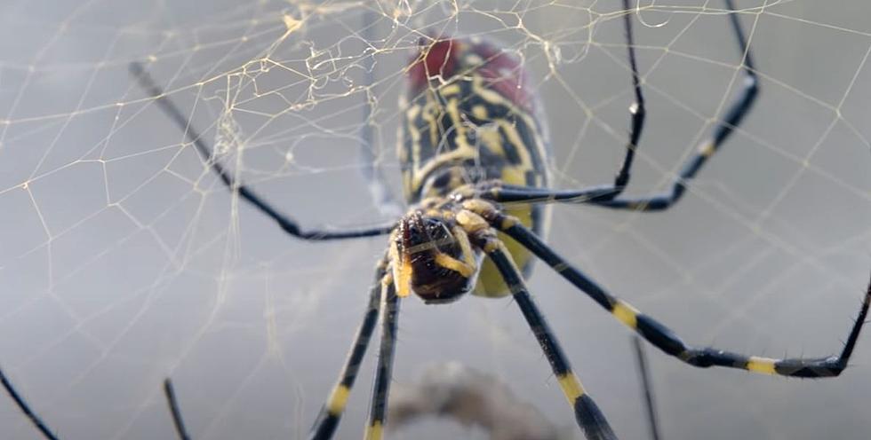 Giant Spiders Dropping From The Sky In New York This Spring?