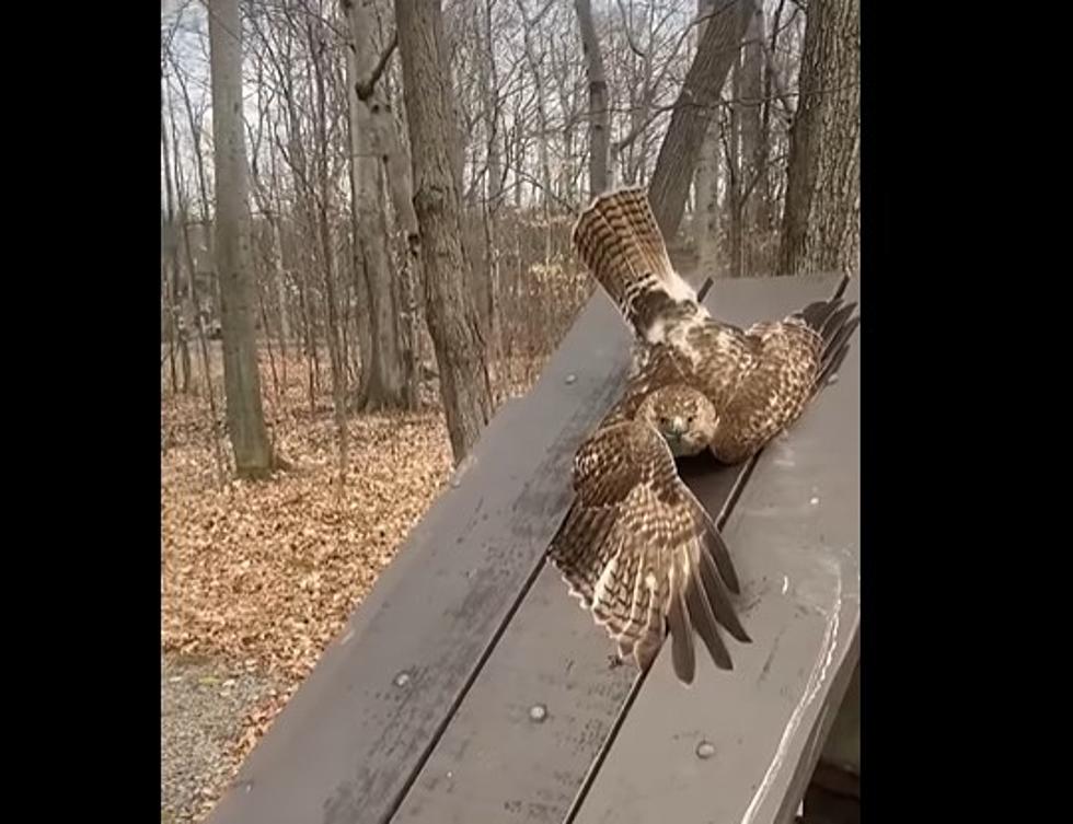 Hawk Gets Stuck in Picnic Table + Rescued From New York State Officer