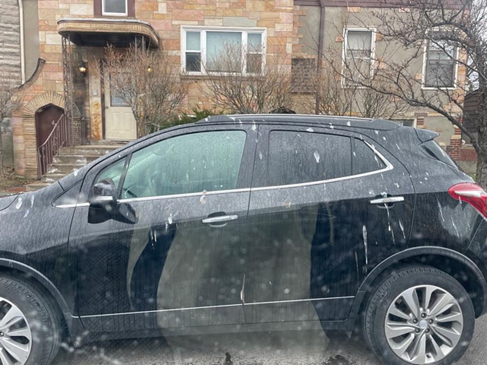 Birds Poop On This Car Most in Western New York