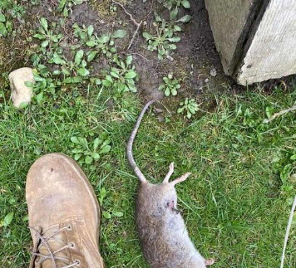 Rat Problem Explodes In Cheektowaga/Depew + Traps Are Sold Out