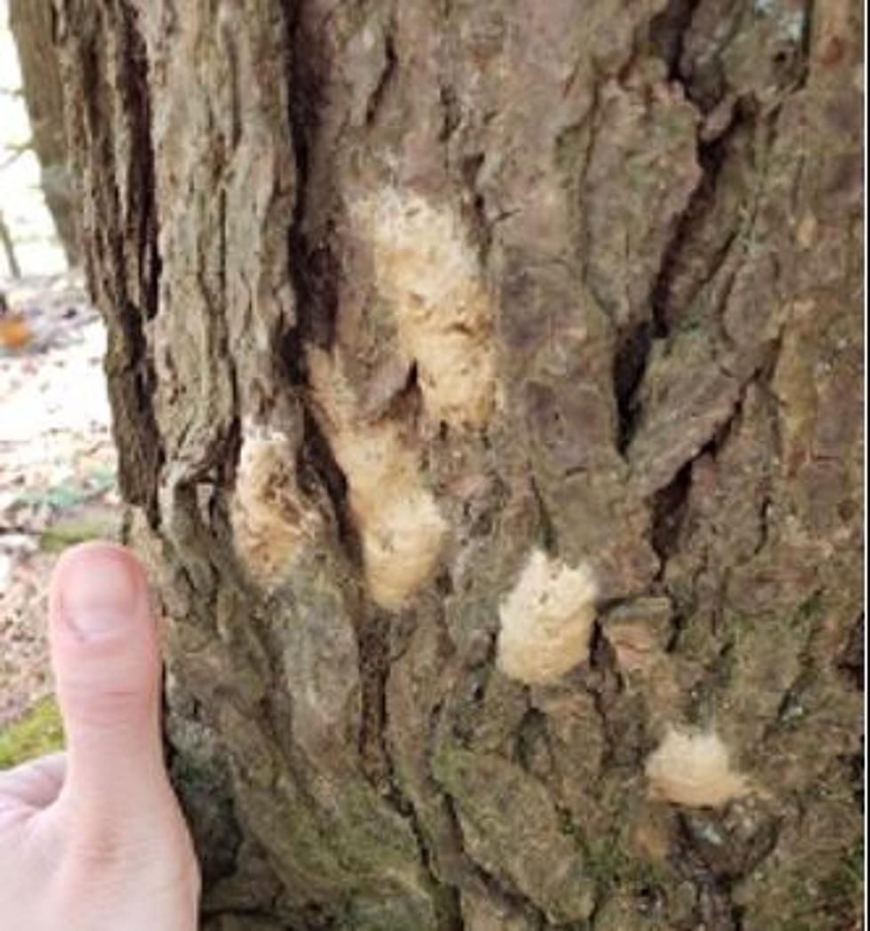 New York Trees Are Covered With These Weird White Blobs