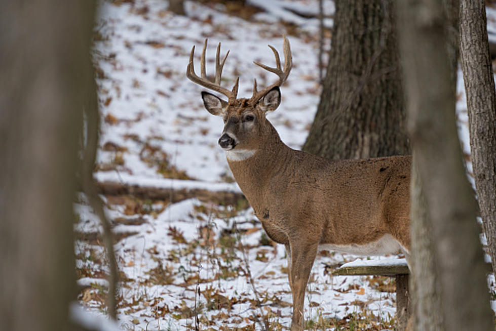 A New York State Hunting Season May Be Eliminated